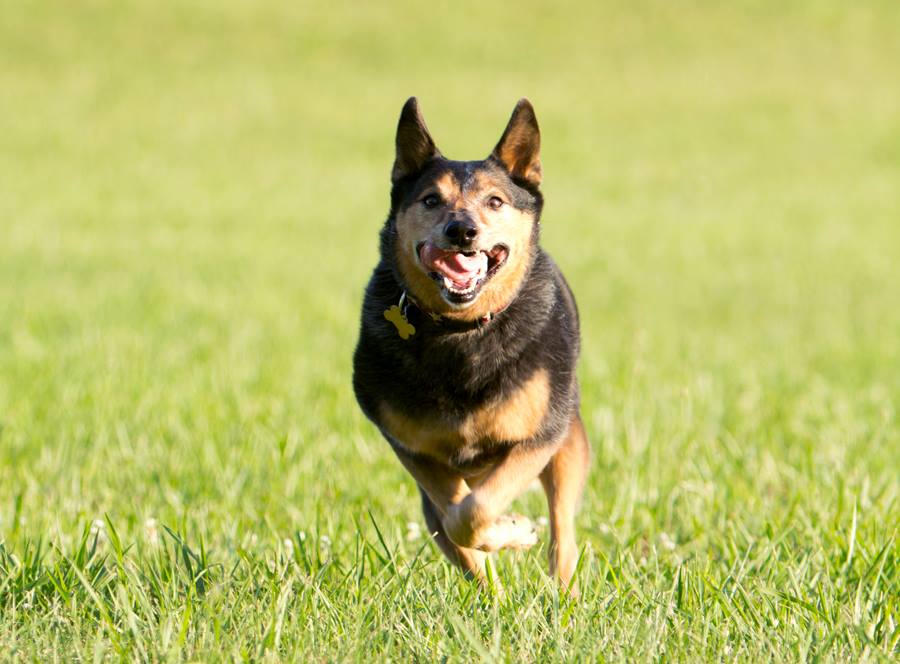 Dog running in grass