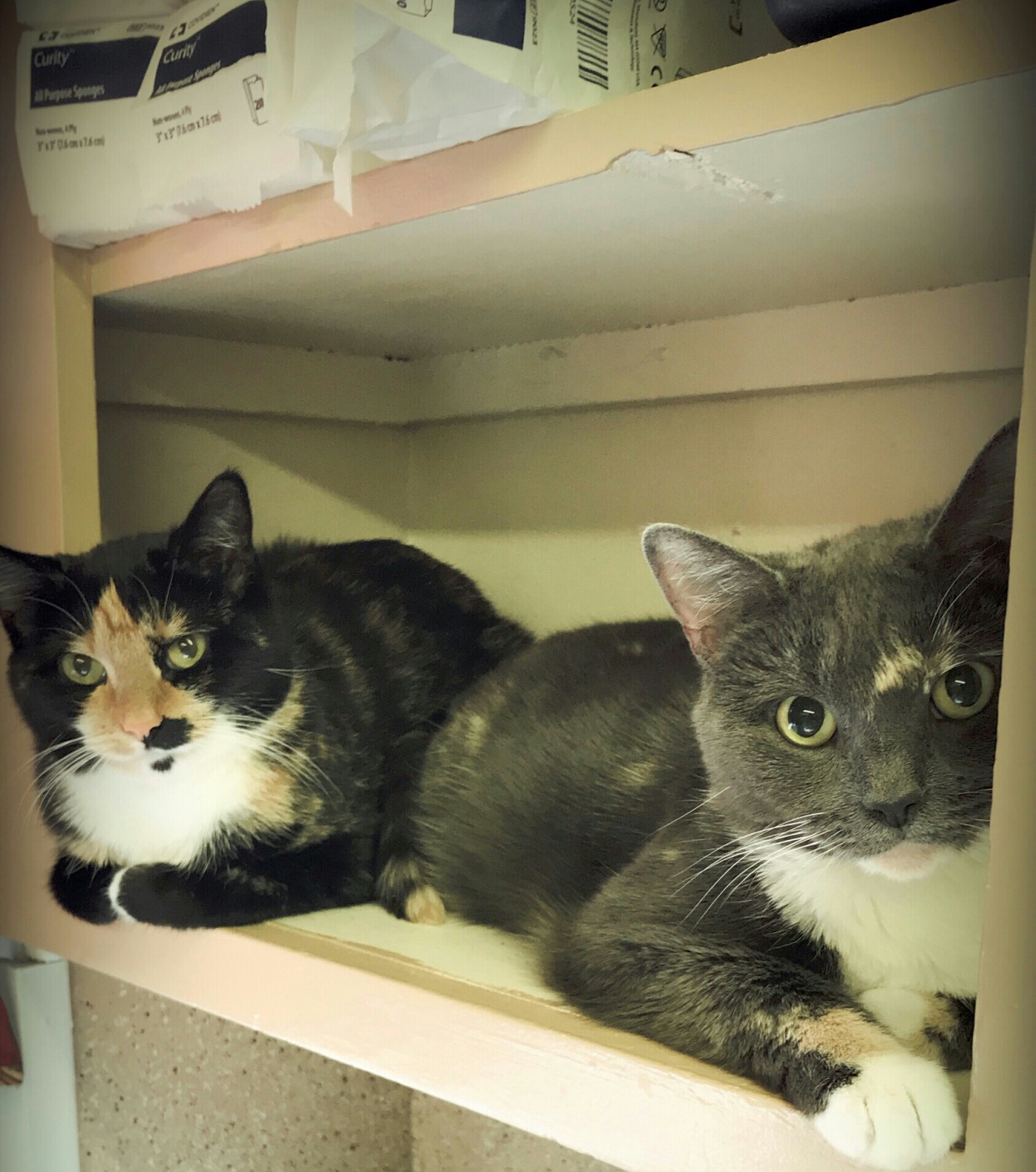 Nikki & Posie - Official Clinic Cats Nikki & Posie - Official Clinic Cats