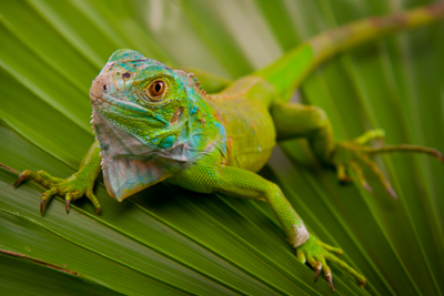 exotic animal