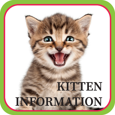 Kitten Information Button