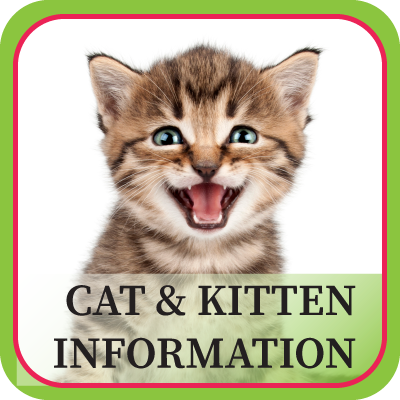 Kitten Information Button