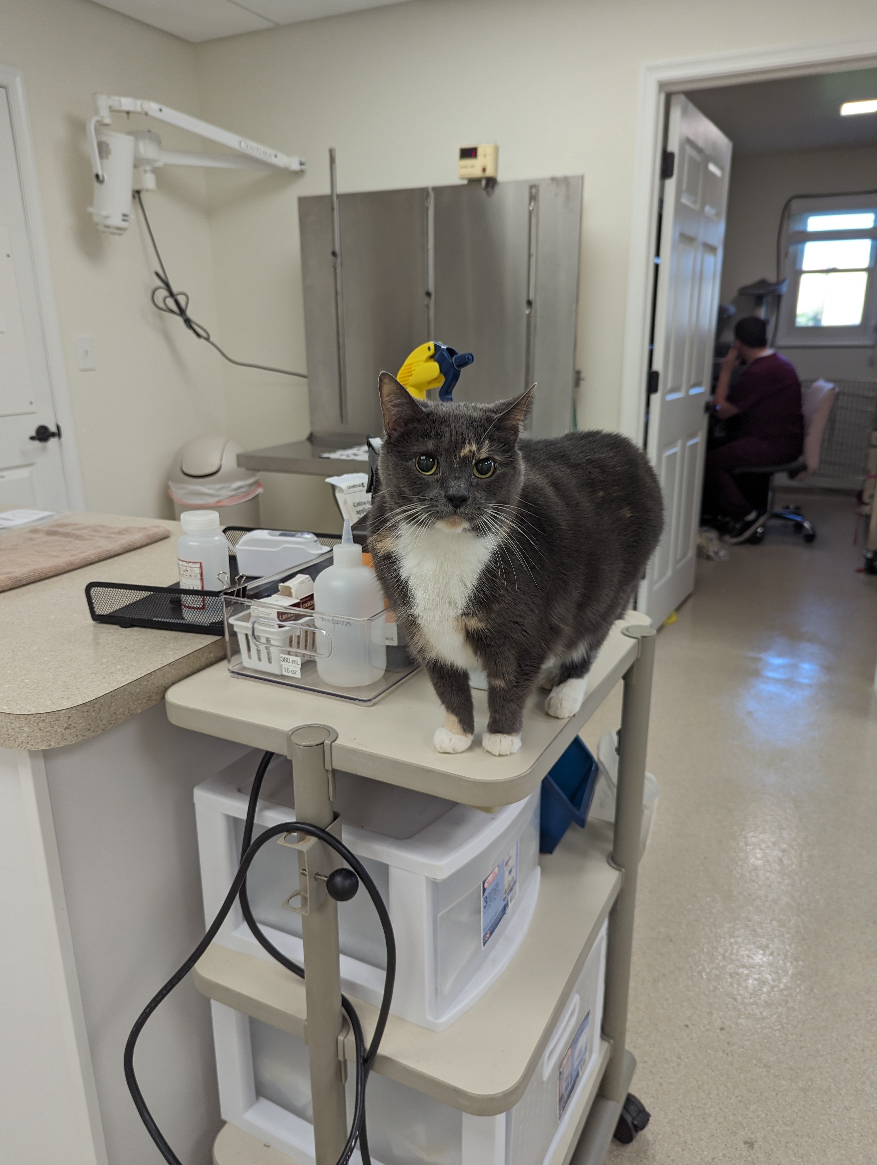 Clinic Cat